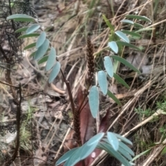 Indigofera australis subsp. australis (Australian Indigo) at Acton, ACT - 17 Aug 2024 by Venture