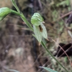 Bunochilus umbrinus (ACT) = Pterostylis umbrina (NSW) (Broad-sepaled Leafy Greenhood) at Acton, ACT by Venture