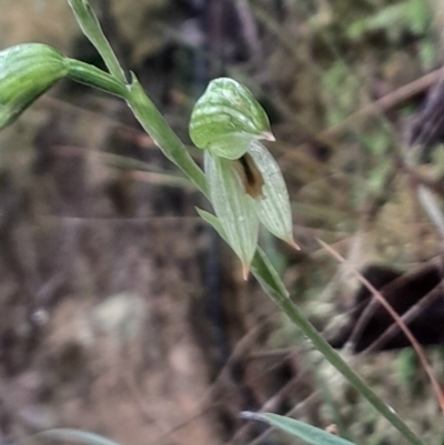 Bunochilus umbrinus (ACT) = Pterostylis umbrina (NSW) (Broad-sepaled Leafy Greenhood) at Acton, ACT by Venture