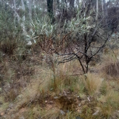 Daviesia mimosoides subsp. mimosoides at Acton, ACT - 17 Aug 2024 by Venture