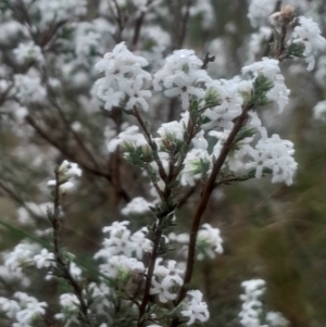 Leucopogon microphyllus var. pilibundus at Acton, ACT - 17 Aug 2024 01:48 PM