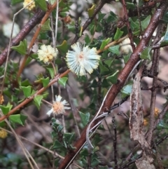 Acacia gunnii (Ploughshare Wattle) at Acton, ACT - 17 Aug 2024 by Venture