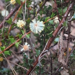 Acacia gunnii at Acton, ACT - 17 Aug 2024