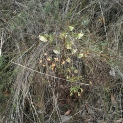 Pimelea linifolia subsp. linifolia (Queen of the Bush, Slender Rice-flower) at Acton, ACT - 17 Aug 2024 by Venture