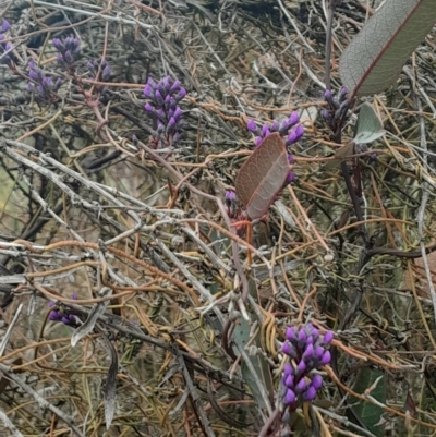 Hardenbergia violacea (False Sarsaparilla) at Acton, ACT - 17 Aug 2024 by Venture