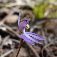 Cyanicula caerulea (Blue Fingers, Blue Fairies) at Denman Prospect, ACT - 18 Aug 2024 by RobG1