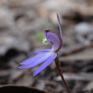 Cyanicula caerulea at Denman Prospect, ACT - 18 Aug 2024