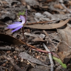 Cyanicula caerulea at Denman Prospect, ACT - 18 Aug 2024