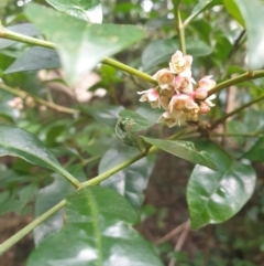 Synoum glandulosum (Scentless Rosewood) at Tilba Tilba, NSW - 17 Aug 2024 by Janie