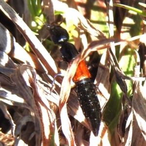 Staphylinidae (family) at Kambah, ACT - 15 Aug 2024 12:54 PM