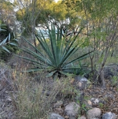 Agave americana (Century Plant) at Bowen, QLD - 18 Aug 2024 by lbradley