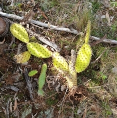 Opuntia elata (A Prickly Pear) at Hackett, ACT - 18 Aug 2024 by MPW