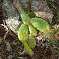 Opuntia elata at Hackett, ACT - 18 Aug 2024 02:51 PM