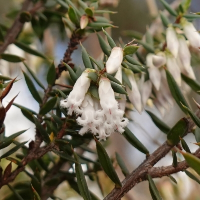 Styphelia fletcheri subsp. brevisepala (Twin Flower Beard-Heath) at Denman Prospect, ACT - 18 Aug 2024 by RobG1