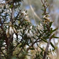 Styphelia fletcheri subsp. brevisepala at Denman Prospect, ACT - 18 Aug 2024