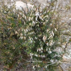 Styphelia fletcheri subsp. brevisepala at Denman Prospect, ACT - 18 Aug 2024