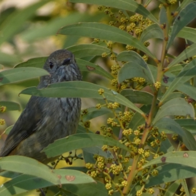 Acanthiza pusilla (Brown Thornbill) at Jerrabomberra, NSW - 18 Aug 2024 by SteveBorkowskis