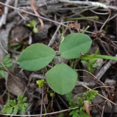 Glycine tabacina (Variable Glycine) at Denman Prospect, ACT - 18 Aug 2024 by RobG1