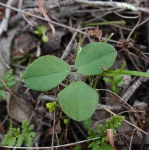 Glycine tabacina at Denman Prospect, ACT - 18 Aug 2024