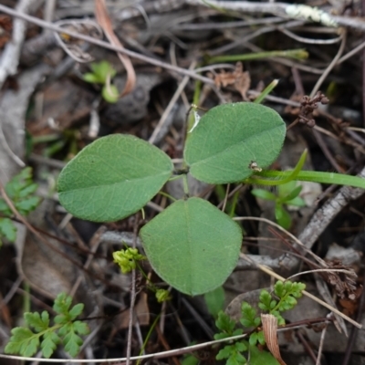 Glycine tabacina (Variable Glycine) at Denman Prospect, ACT - 18 Aug 2024 by RobG1