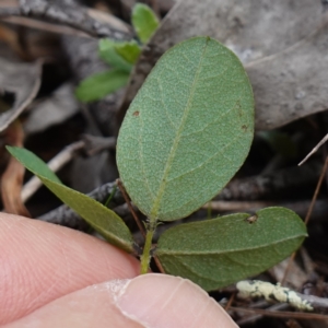 Glycine tabacina at Denman Prospect, ACT - 18 Aug 2024