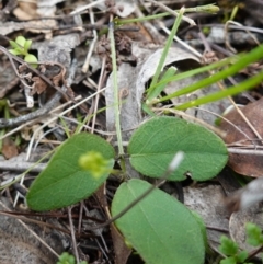 Glycine tabacina at Denman Prospect, ACT - 18 Aug 2024