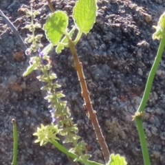 Unidentified Other Shrub at Bowen, QLD - 18 Aug 2024 by lbradley