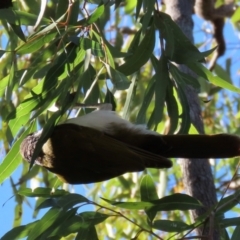 Entomyzon cyanotis (Blue-faced Honeyeater) at Bowen, QLD - 18 Aug 2024 by lbradley