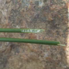 Juncus sp. (A Rush) at Central Tilba, NSW - 17 Aug 2024 by Janie