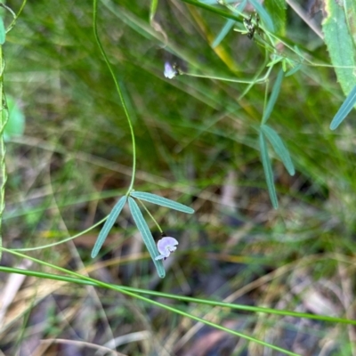 Glycine clandestina (Twining Glycine) at Central Tilba, NSW - 17 Aug 2024 by Janie