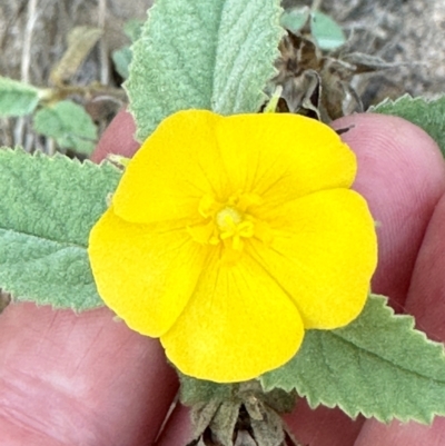 Sida cordifolia at Bowen, QLD - 18 Aug 2024 by lbradley