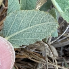 Sida cordifolia at Bowen, QLD - 18 Aug 2024 04:59 PM