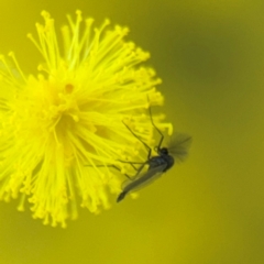 Chironomidae (family) (Non-biting Midge) at Casey, ACT - 18 Aug 2024 by Hejor1