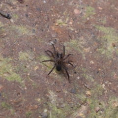 Unidentified Spider at Central Tilba, NSW - 5 Aug 2024 by Janie