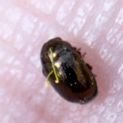 Ditropidus sp. (genus) at Casey, ACT - 18 Aug 2024 10:04 AM