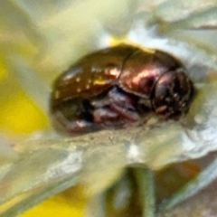 Ditropidus sp. (genus) at Casey, ACT - 18 Aug 2024