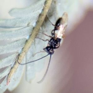 Figitidae (Family) at Casey, ACT - 18 Aug 2024