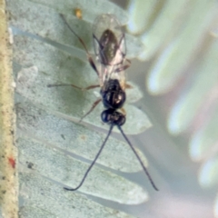 Figitidae (Family) at Casey, ACT - 18 Aug 2024