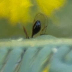 Figitidae (Family) at Casey, ACT - 18 Aug 2024