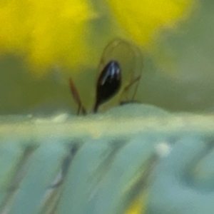 Figitidae (Family) at Casey, ACT - 18 Aug 2024