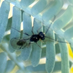 Figitidae (Family) at Casey, ACT - 18 Aug 2024 10:12 AM