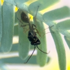 Figitidae (Family) at Casey, ACT - 18 Aug 2024