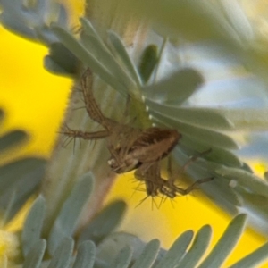 Oxyopes sp. (genus) at Casey, ACT - 18 Aug 2024 09:59 AM