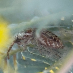 Opisthoncus sp. (genus) at Casey, ACT - 18 Aug 2024 10:00 AM