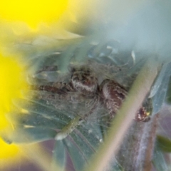 Opisthoncus sp. (genus) at Casey, ACT - 18 Aug 2024 10:00 AM