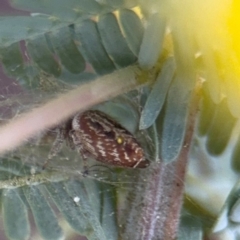 Opisthoncus sp. (genus) at Casey, ACT - 18 Aug 2024 10:00 AM