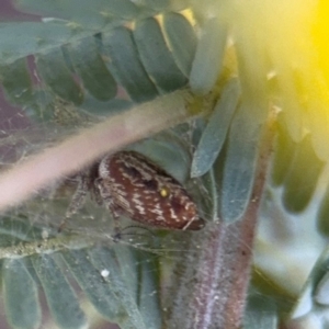 Opisthoncus sp. (genus) at Casey, ACT - 18 Aug 2024 10:00 AM