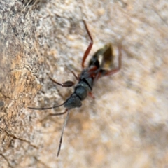 Daerlac cephalotes (Ant Mimicking Seedbug) at Casey, ACT - 18 Aug 2024 by Hejor1