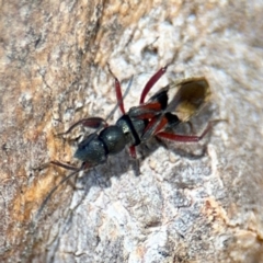 Daerlac cephalotes at Casey, ACT - 18 Aug 2024 10:19 AM