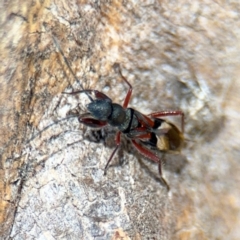 Daerlac cephalotes at Casey, ACT - 18 Aug 2024 10:19 AM